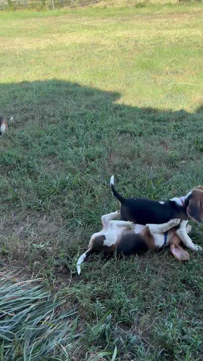 Sonny , a male Beagle for sale in Mount Pleasant, TX – 3 of 5
