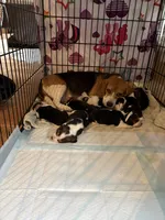 Sonny , a male Beagle for sale in Mount Pleasant, TX – 3 of 4