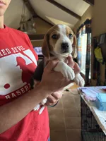 Sonny , a male Beagle for sale in Mount Pleasant, TX – 1 of 4