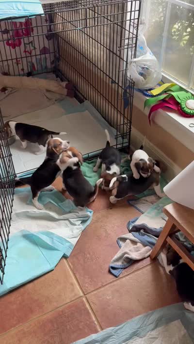 Sonny , a male Beagle for sale in Mount Pleasant, TX – 4 of 4