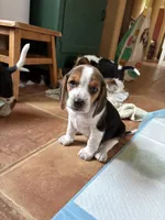 Penelope , a female Beagle for sale in Mount Pleasant, TX – 2 of 3