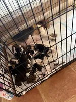 Penelope , a female Beagle for sale in Mount Pleasant, TX – 3 of 3