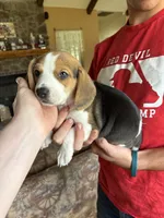 Sonny , a male Beagle for sale in Mount Pleasant, TX – 2 of 4