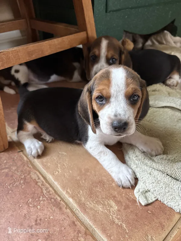 Penelope  – Beagle puppy for sale in Mount Pleasant, TX