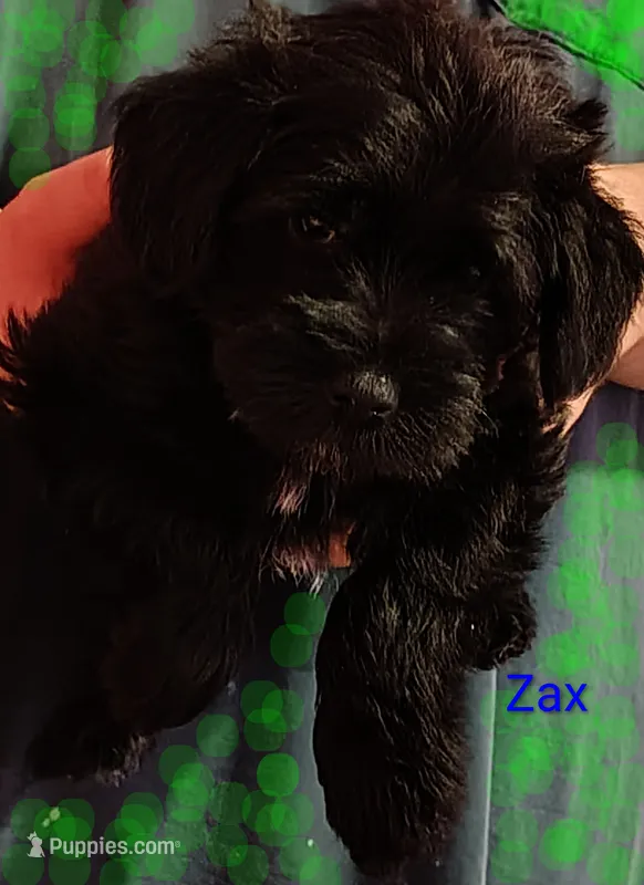AKC ZAX – Miniature Schnauzer puppy for sale in Enid, OK