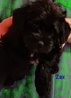 AKC ZAX, a male Miniature Schnauzer for sale in Enid, OK – 1 of 10
