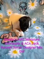 Shayla, a female Jack Russell Terrier and Miniature Schnauzer for sale in Enid, OK – 5 of 10
