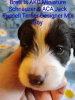 Brett , a male Jack Russell Terrier and Miniature Schnauzer for sale in Enid, OK – 6 of 9