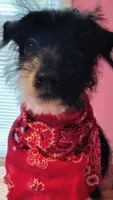 Abby , a female Jack Russell Terrier and Miniature Schnauzer for sale in Enid, OK – 5 of 10