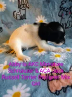 Abby , a female Jack Russell Terrier and Miniature Schnauzer for sale in Enid, OK – 8 of 9