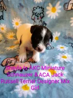 Shayla, a female Jack Russell Terrier and Miniature Schnauzer for sale in Enid, OK – 6 of 10