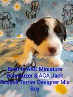Brett , a male Jack Russell Terrier and Miniature Schnauzer for sale in Enid, OK – 1 of 9