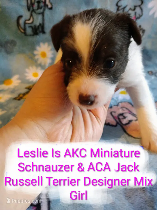 Leslie – Jack Russell Terrier, Miniature Schnauzer puppy for sale in Enid, OK