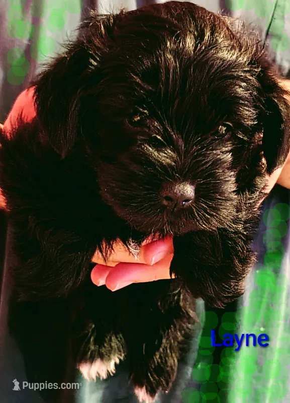 AKC Layne  – Miniature Schnauzer puppy for sale in Enid, OK