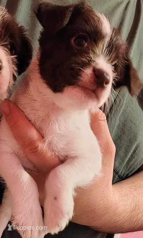 Leslie – Jack Russell Terrier, Miniature Schnauzer puppy for sale in Enid, OK