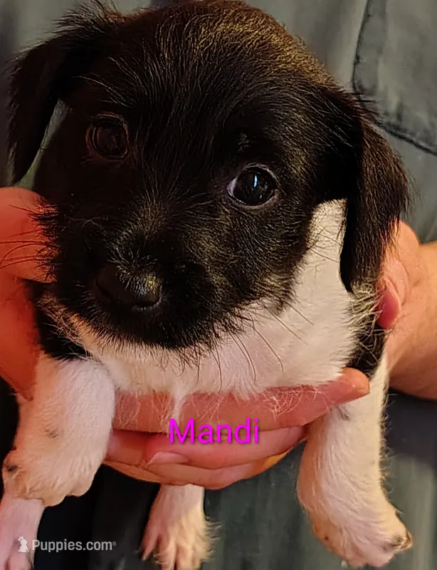 Mandi – Jack Russell Terrier, Miniature Schnauzer puppy for sale in Enid, OK