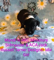 Mandi, a female Jack Russell Terrier and Miniature Schnauzer for sale in Enid, OK – 7 of 10