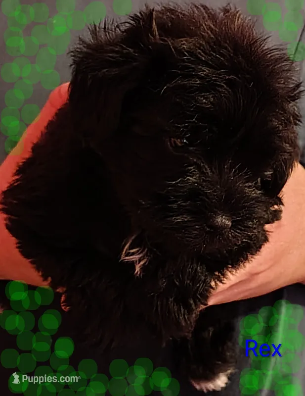 AKC REX – Miniature Schnauzer puppy for sale in Enid, OK