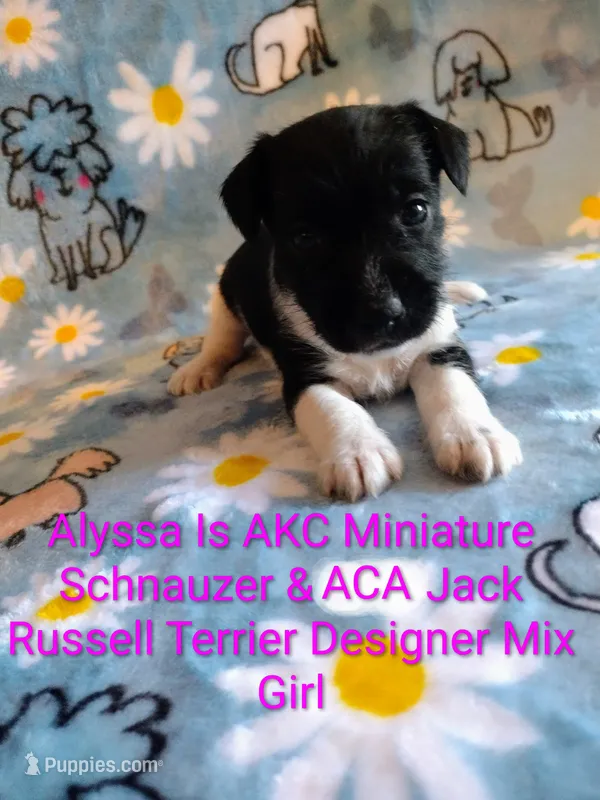 Alyssa – Jack Russell Terrier, Miniature Schnauzer puppy for sale in Enid, OK