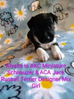 Alyssa, a female Jack Russell Terrier and Miniature Schnauzer for sale in Enid, OK – 1 of 6