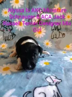Alyssa, a female Jack Russell Terrier and Miniature Schnauzer for sale in Enid, OK – 5 of 6