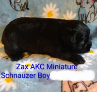 AKC ZAX, a male Miniature Schnauzer for sale in Enid, OK – 2 of 5