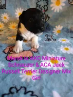Mandi, a female Jack Russell Terrier and Miniature Schnauzer for sale in Enid, OK – 1 of 10