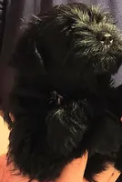 AKC Ryan, a male Miniature Schnauzer for sale in Enid, OK – 2 of 7