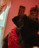 AKC Ryan, a male Miniature Schnauzer for sale in Enid, OK – 3 of 10