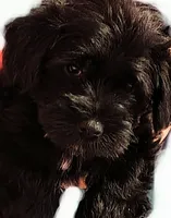 AKC Female , a female Miniature Schnauzer for sale in Enid, OK – 5 of 6