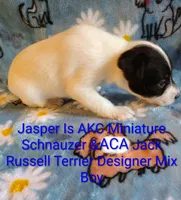 Jasper , a male Jack Russell Terrier and Miniature Schnauzer for sale in Enid, OK – 3 of 6