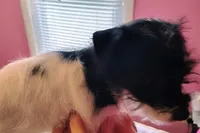 Abby , a female Jack Russell Terrier and Miniature Schnauzer for sale in Enid, OK – 10 of 10