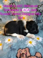 Mandi, a female Jack Russell Terrier and Miniature Schnauzer for sale in Enid, OK – 10 of 10