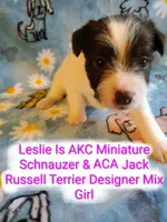 Leslie, a female Jack Russell Terrier and Miniature Schnauzer for sale in Enid, OK – 7 of 10