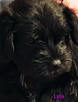 AKC Male, a male Miniature Schnauzer for sale in Enid, OK – 3 of 10