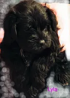AKC LYLA, a female Miniature Schnauzer for sale in Enid, OK – 4 of 10