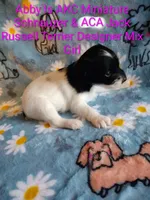 Abby , a female Jack Russell Terrier and Miniature Schnauzer for sale in Enid, OK – 3 of 9