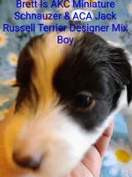 Brett , a male Jack Russell Terrier and Miniature Schnauzer for sale in Enid, OK – 4 of 9