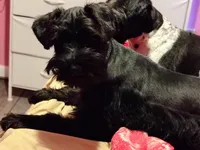 AKC Ryan, a male Miniature Schnauzer for sale in Enid, OK – 10 of 10