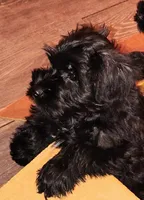 AKC Female , a female Miniature Schnauzer for sale in Enid, OK – 6 of 6