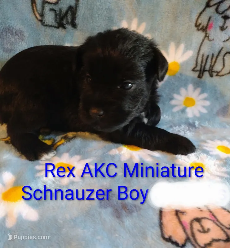 AKC REX – Miniature Schnauzer puppy for sale in Enid, OK