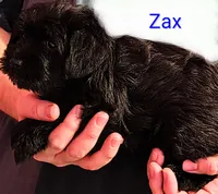 AKC ZAX, a male Miniature Schnauzer for sale in Enid, OK – 2 of 10