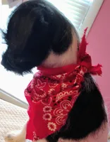 Abby , a female Jack Russell Terrier and Miniature Schnauzer for sale in Enid, OK – 4 of 10