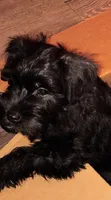 AKC Male, a male Miniature Schnauzer for sale in Enid, OK – 4 of 10
