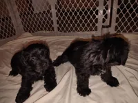 AKC LYLA, a female Miniature Schnauzer for sale in Enid, OK – 6 of 10