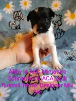 Abby , a female Jack Russell Terrier and Miniature Schnauzer for sale in Enid, OK – 4 of 9
