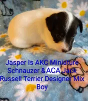 Jasper , a male Jack Russell Terrier and Miniature Schnauzer for sale in Enid, OK – 4 of 6