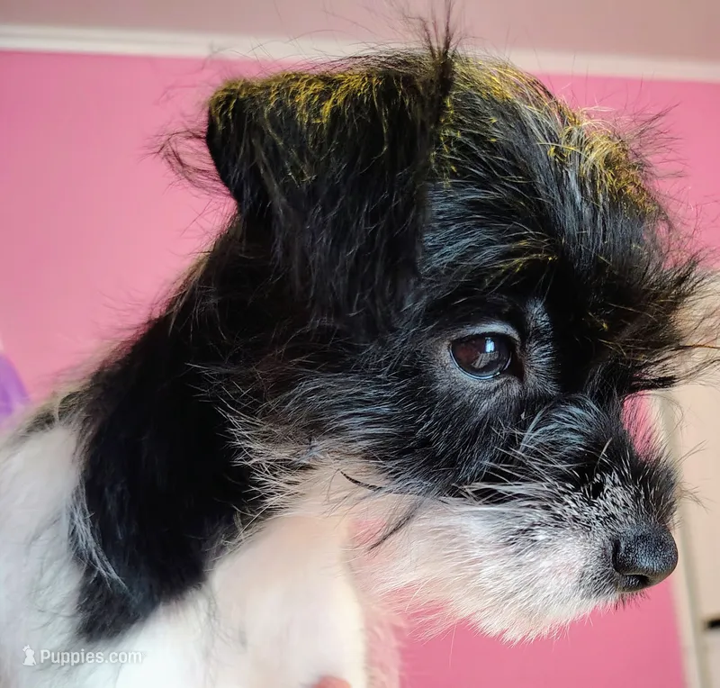Abby  – Jack Russell Terrier, Miniature Schnauzer puppy for sale in Enid, OK