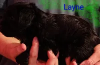 AKC Layne , a male Miniature Schnauzer for sale in Enid, OK – 2 of 10