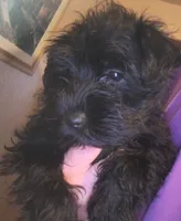 AKC Female , a female Miniature Schnauzer for sale in Enid, OK – 4 of 6